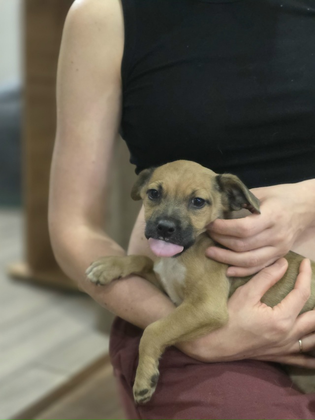 Малышка ищет дом.
На выходных малышей -5 щенков выброси?...