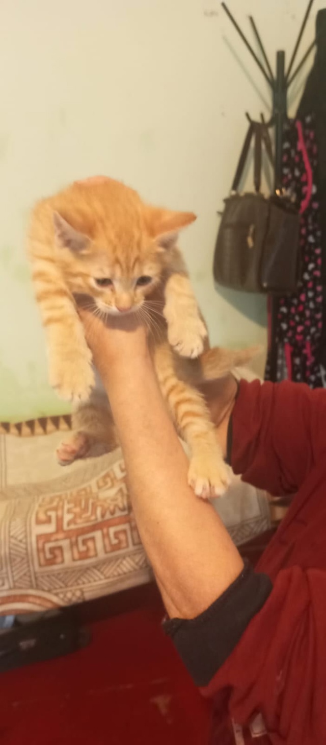 Отрадное. Маленькие рыжики ищут дом!
Мальчик и девочка!...