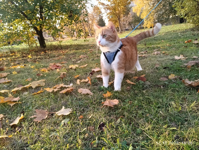 Рыж на прогулке ☀Провожая последние, тёплые дни осени ...