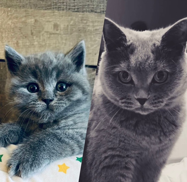 Друзья пожалуйста помогите найти кота!!!Потерялся по а?...