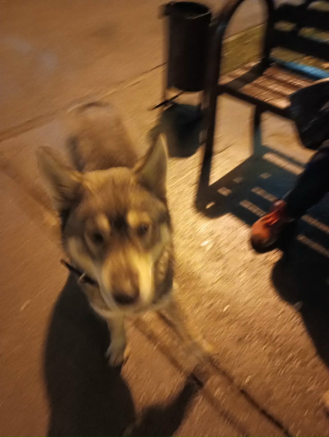 В микрорайоне Судозавод привязали и бросили собаку. Мо...