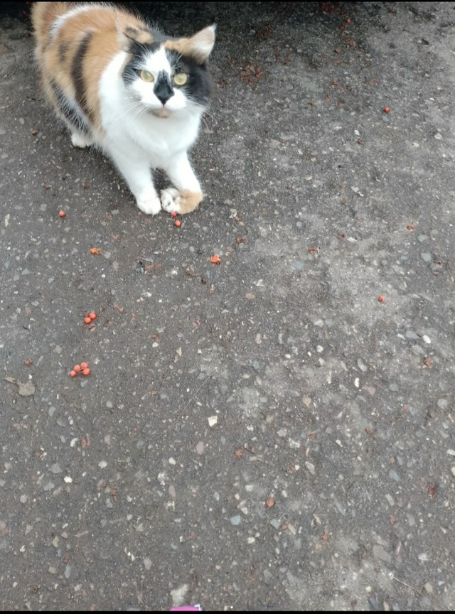 Здравствуйте, на Набережной 8 появилась кошка с травми...