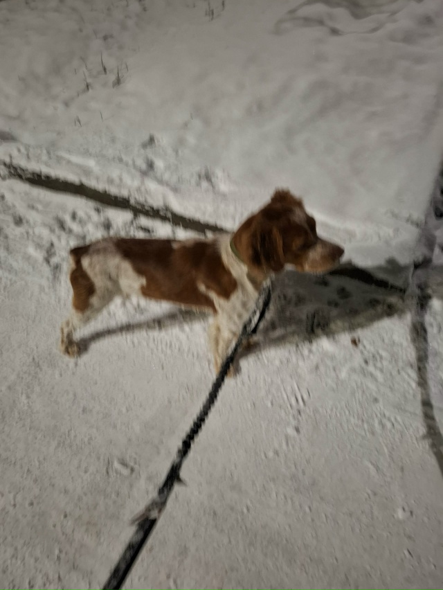 Пес бегают на Гагарина 2 а с поводком