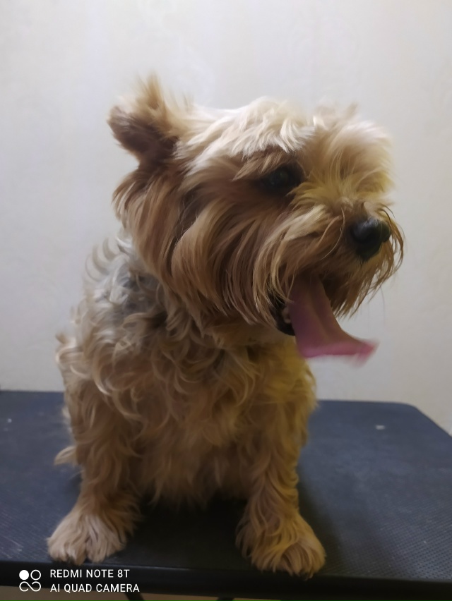 Пропала собака Йорк по кличке Нукки. Она старенькая, на...