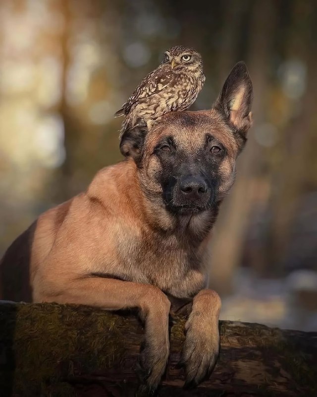 Отвлекитесь на минутку и посмотрите трогательную фотосессию бельгийской овчарки Инго и сычей: это ми