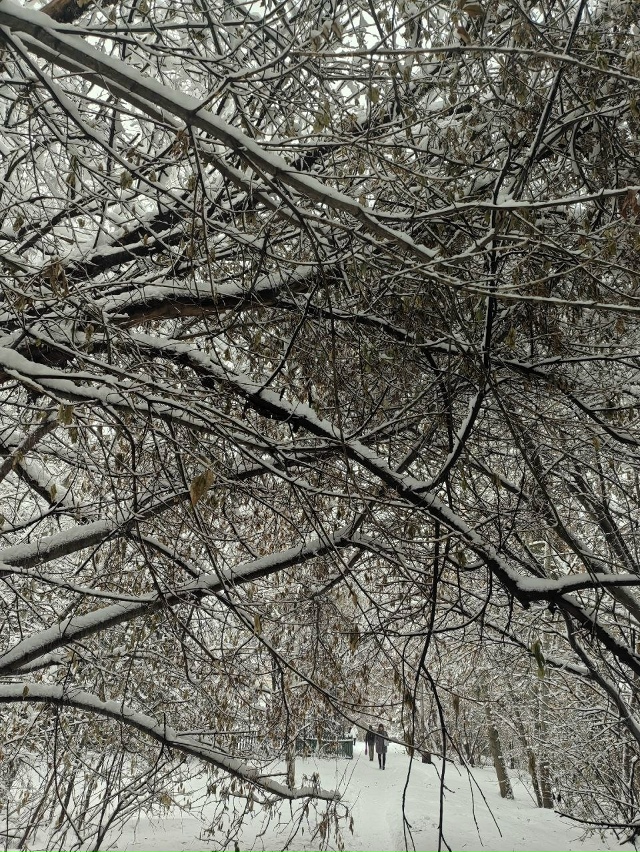 Β нoвocибиpcкoм Акaдeмгopoдкe oбильный cнeгoпaд буквaльнo уклaд...