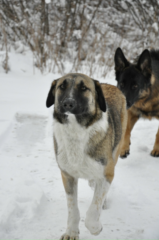 Красотка Джина ищет своего человека! 🥺
Джине около 1 г?...