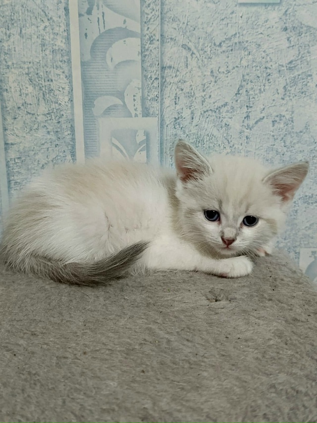 Котятки в добрые руки, все мальчики
В лоточек ходят, ку?...