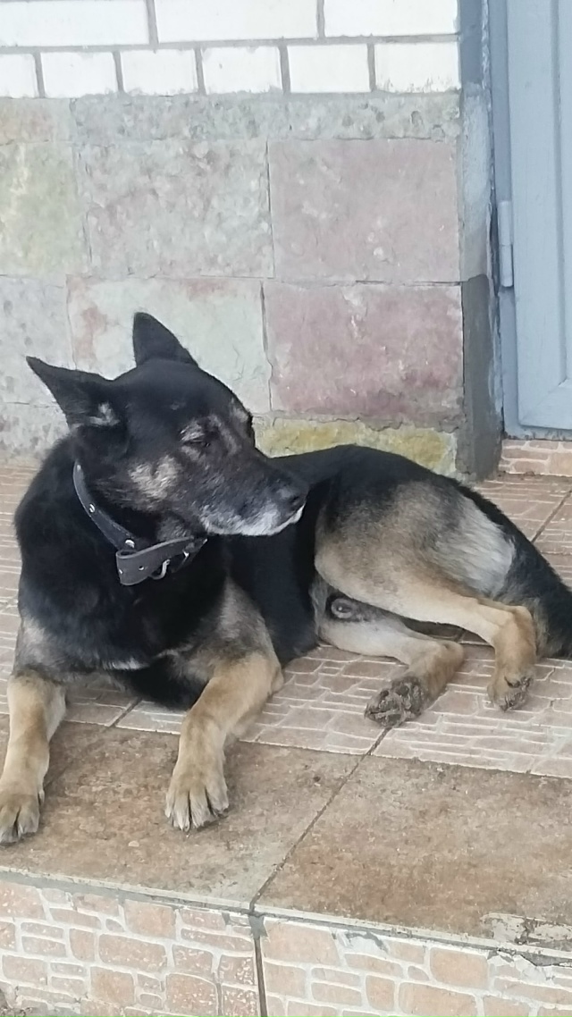 Чья потеряшка? Ходит у вокзала ст.Свирь.