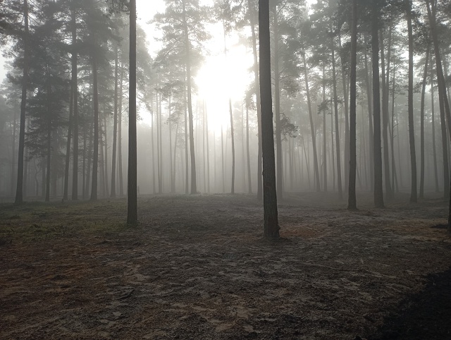 Новый строящийся парк 