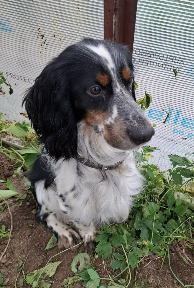 Очаровательный Русский Охотничий Спаниель ищет спутн?...