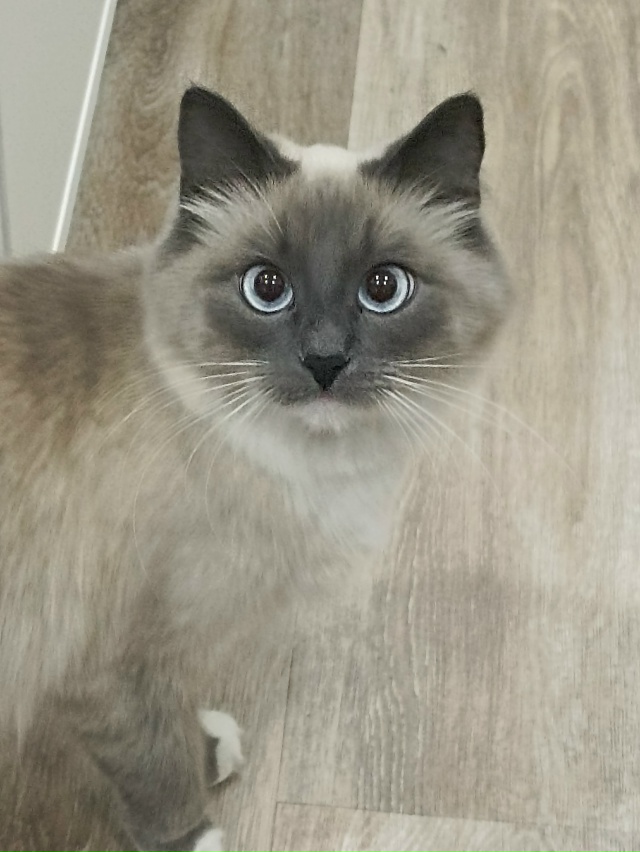 Одам кошку в добрые руки. Зовут Мася ей два года . Очень ...