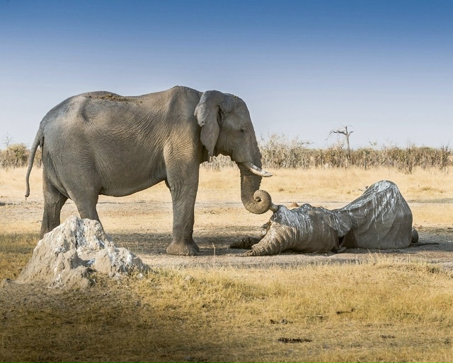 Слоны — единственные животные, у которых есть ритуал з...