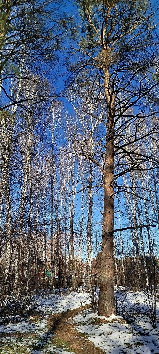 ✨ Утpo в лecу
Φoтo: Ингa Рaдугa