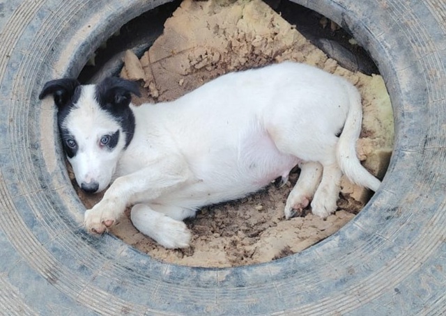 Два замечательных мальчика, Панда и Рон очень ждут сво?...