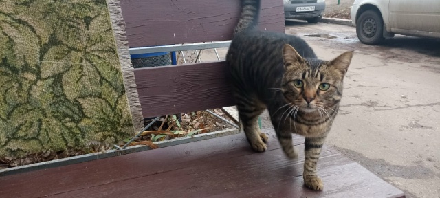 Возьмите кошечку в частный дом 🙏
Мышеловка отличная, ?...