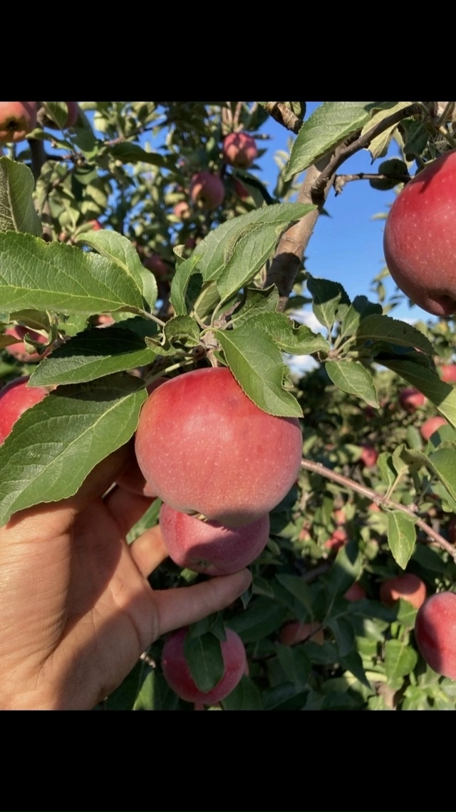 ‼️Отличная новость для садоводов г.Бузулук!
🌿🌳 9 Окт...