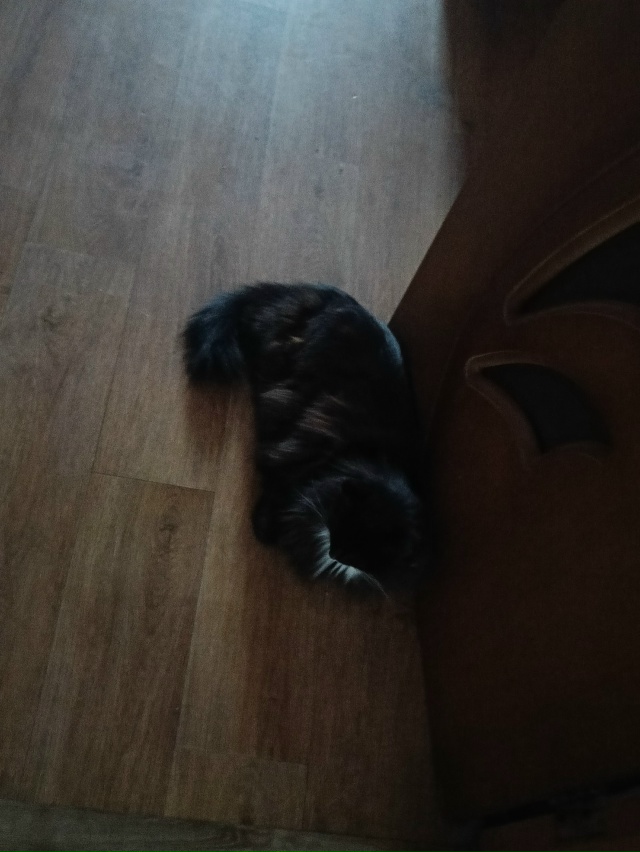 Потерялся кот в районе частного сектора на победе. Отк?...