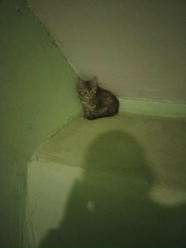 Руза, Революционная. Котёнок в подъезде. Может у кого-т?...