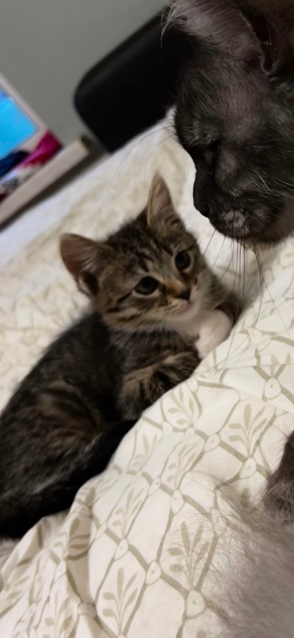 Добрый день!
Ищем дом для котенка.
Мальчик. 2,5 месяца.