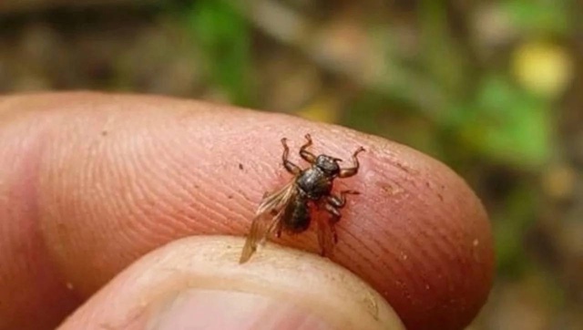 😖 В Пермском крае грибников атакуют оленьи кровососы ...