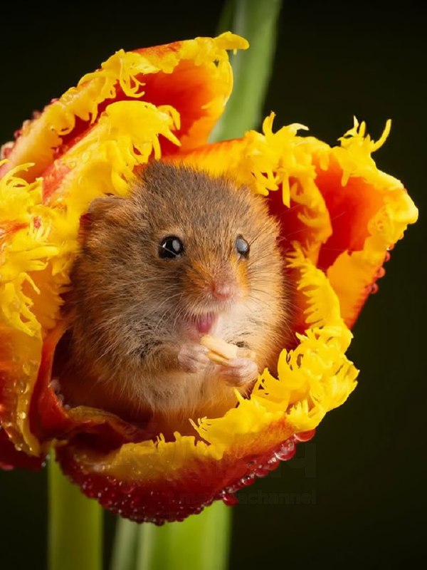 Милота дня: вкатываемся в РАБочую неделю с идеальным антистрессом.
На фото — мыши-малютки, которые