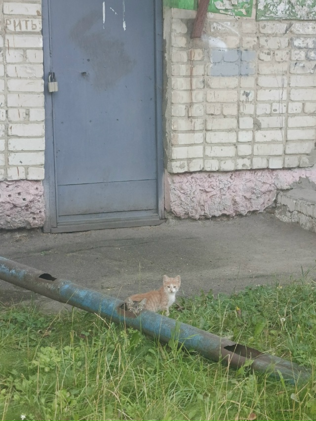Микрокошки