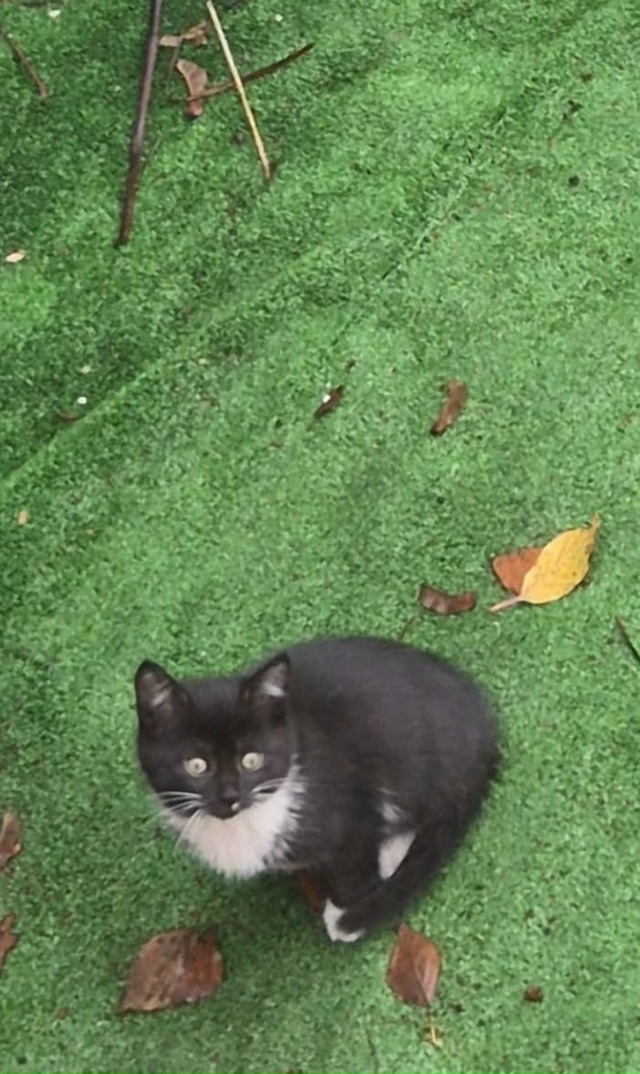 Отдаём очаровательных котят 🐱 в добрые руки, 2ое белых...