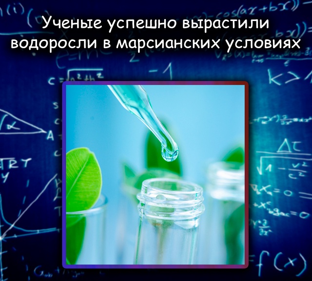 Учёные вырастили водоросли в условиях, похожих на марс...