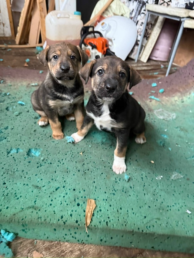 ️🆘️Ленобл.
Щеночки в СНТ. Им 1,5 месяца. Две девочки. Ма...