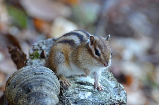 Минутка милоты от бурундучков с Усьвинских столбов
???...