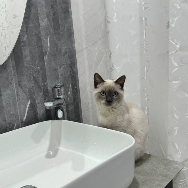 ?Лорд?
мой маленький , но уже большой хищник