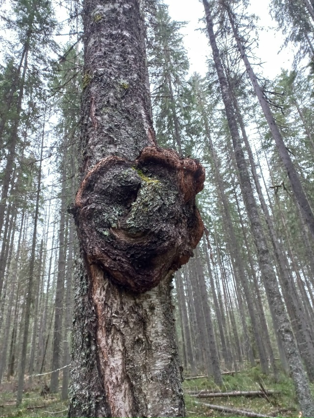 Мой компас азимут назначил:
Шагать на север через лес!
?...