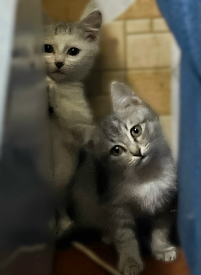 Отдам котят в добрые руки. Два мальчика, на вид месяца т...