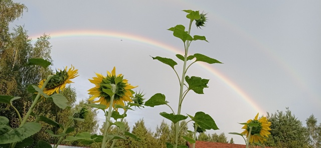 Красивая радуга 🌈 от наших подписчиков ✨🫶🏼