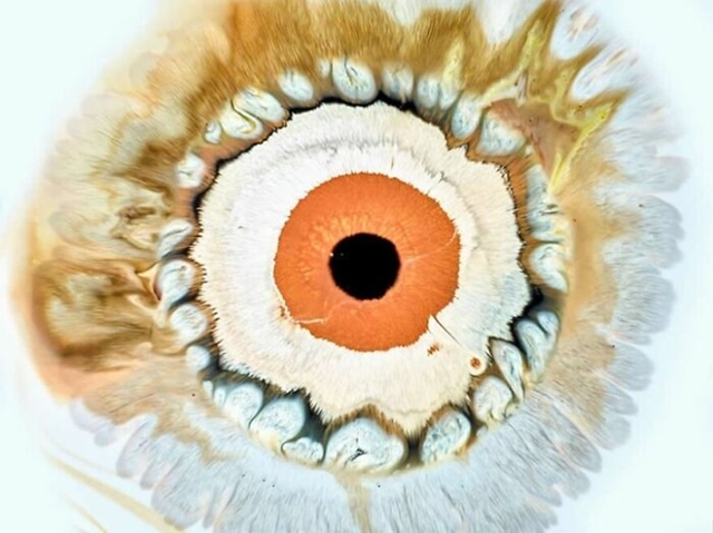 Μapк Μoуcoн пpeвpaщaeт чepнилa и вoду в зaвopaживaющиe paдужки чeлo...