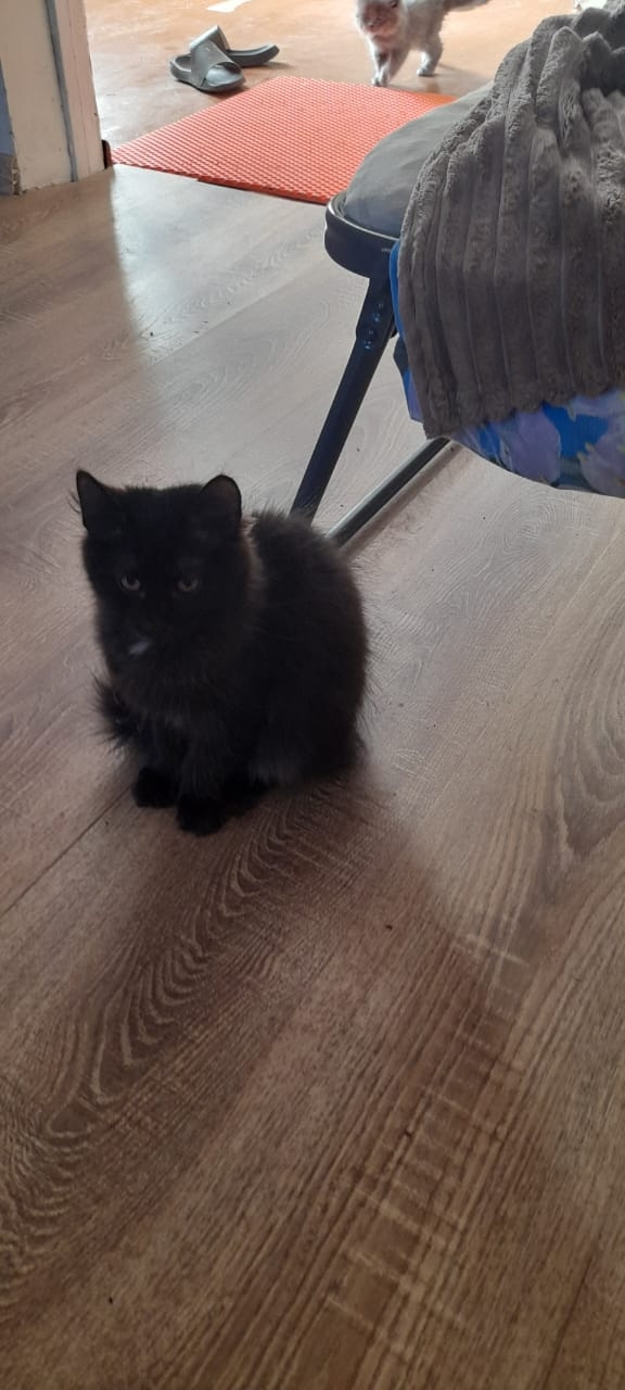 Одам 5 котят. 2 обычные, серый и черный мальчики 2.5мес. И 3...