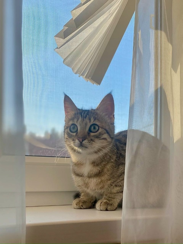 Ушастая девчонка с очень выразительными глазами ищет ?...