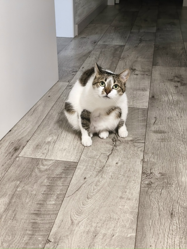 Киборг убийца версия 6.0