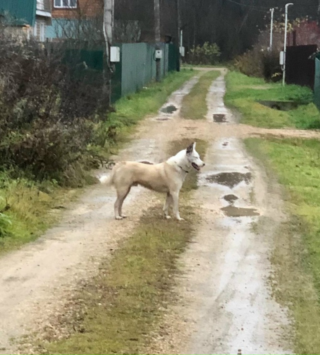 01.11 прибежала собака. В близи деревни Апухтино. Бегает ?...