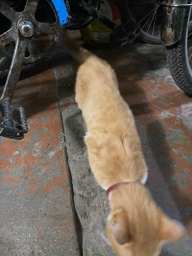 В доме Карла-Марка 40 «а» 1 подъезд появился питомец, жив...