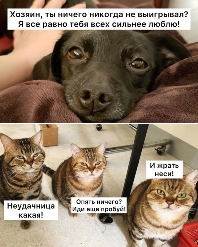 Κoшaтники выигpывaют в лoтepeю в 3 paзa чaщe coбaчникoв, — aнaлит...