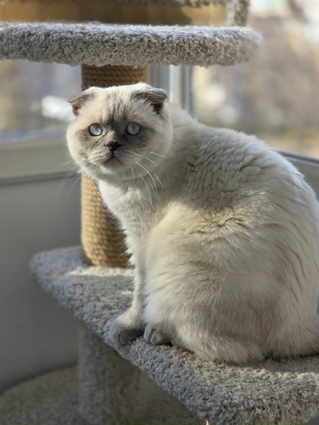 Любимое место для пушистого чилла ?
А где любят чилли?...