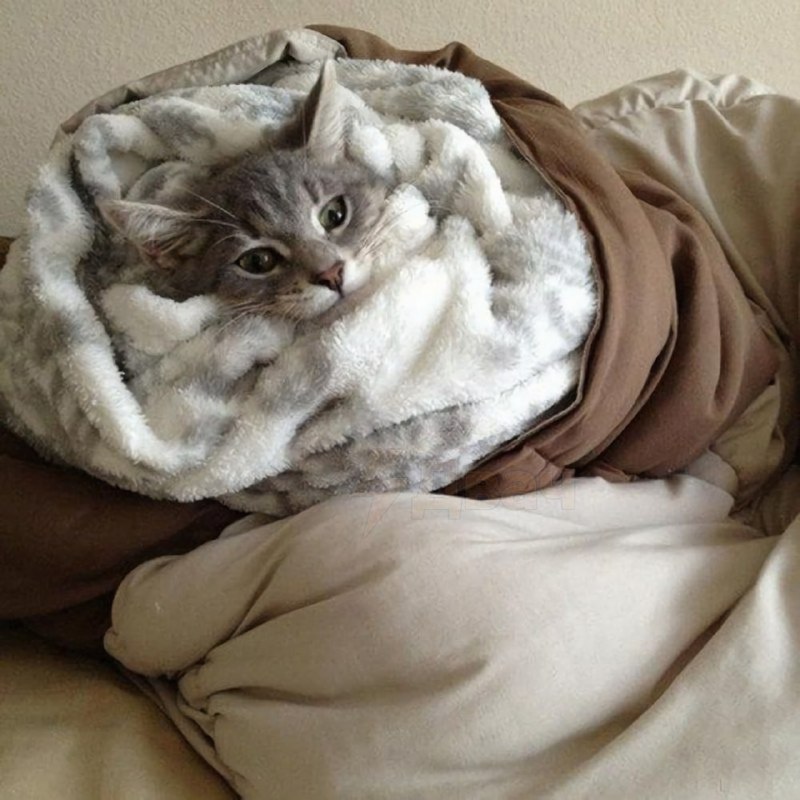 Сегодня отмечается День кутания в пледы