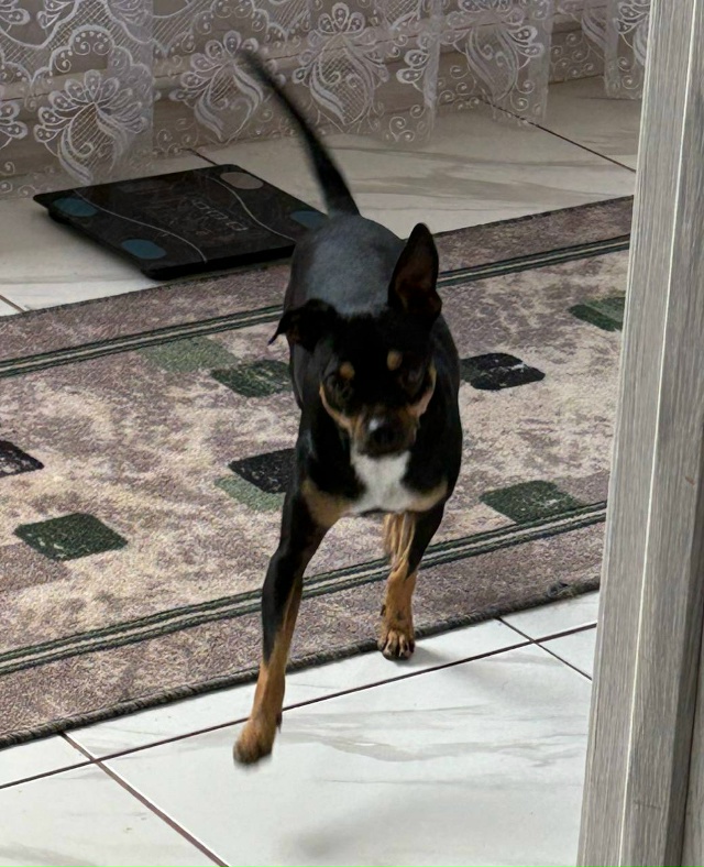 Пропала собака , выбежала с дома вчера вечером и до сих ...