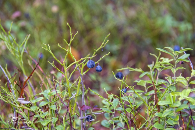 Как приятно в эту пору встретить лето!
[id67181780|Ирина Дуд?...