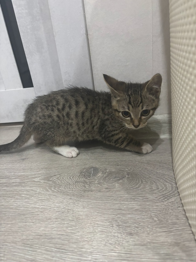 Никто не терял котенка?
Найден на Гогиберидзе