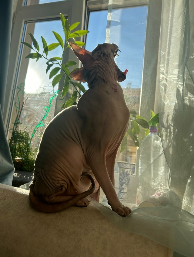 Всратые кроватные Груша ( с усами) и Киви