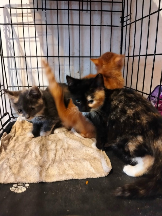 Лен., обл., г.Кировск
Ищем дом котятам, двум сестричкам и...