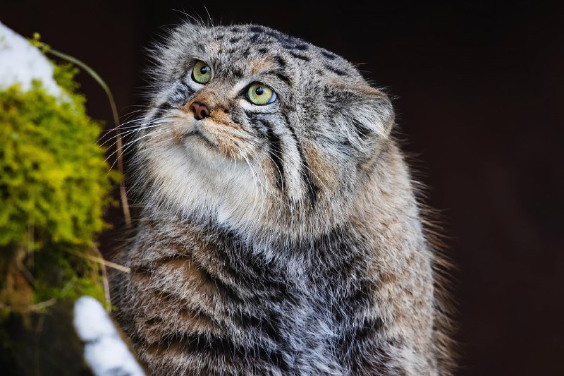 Манул Борис из красноярского зоопарка закончил осеннюю зажировку и отъелся до нужных 6 кг:
Последние